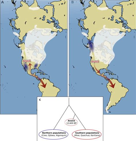 A genomic view of the peopling of the Americas - PMC - wintechmobiles.com