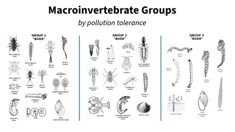 A global indicator of soil macroinvertebrate communities - raincitystudios.com