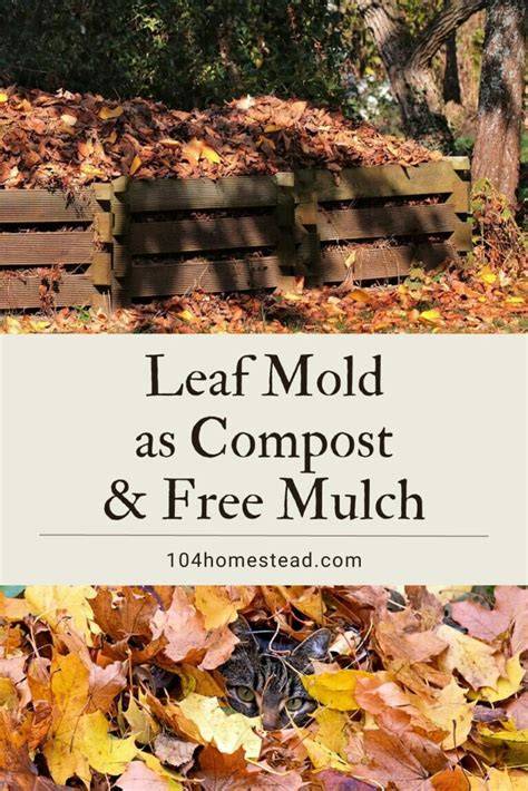 A Guide to Homemade Leaf Mold: Nature’s Free Compost - raincitystudios.com