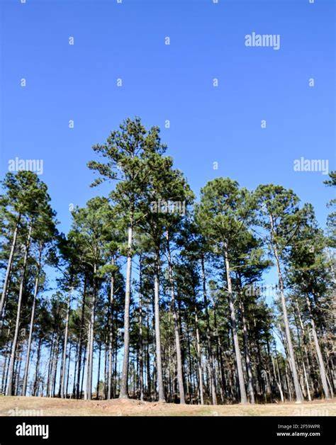 A Guide to Pine Trees in Georgia - Green Hill Land - raincitystudios.com