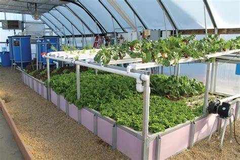 A Guide to Planning a Commercial Aquaponics … - raincitystudios.com