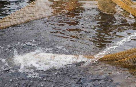 A Guide to Understand RAS Fish Farming: Check How this Helps … - raincitystudios.com