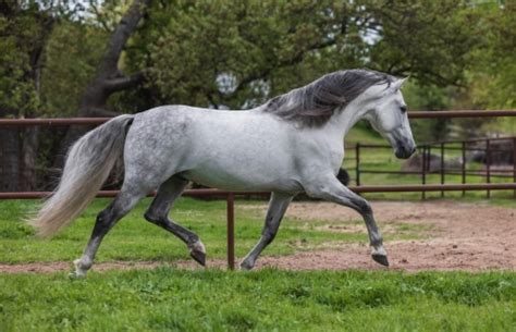 A Gorgeous Dreamhorse! Gentle Andalusian Stallion