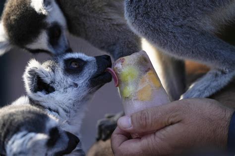A Greek zoo serves up frozen meals to animals to help them beat the heat