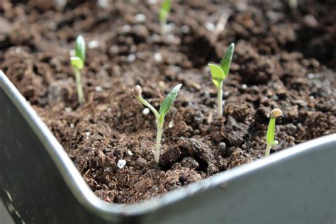 A Guide To Pricking Out Seedlings Polytunnel Gardening