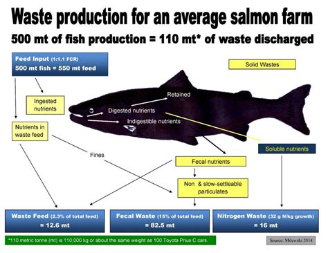 A Guide To Salmon Farming Strategies