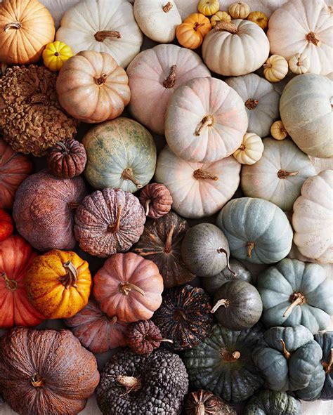 A Guide to 13 Varieties of Pumpkin - Martha Stewart