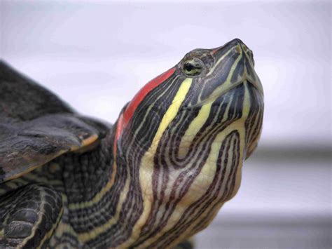 A Guide to Caring for Red-Eared Slider Turtles as …