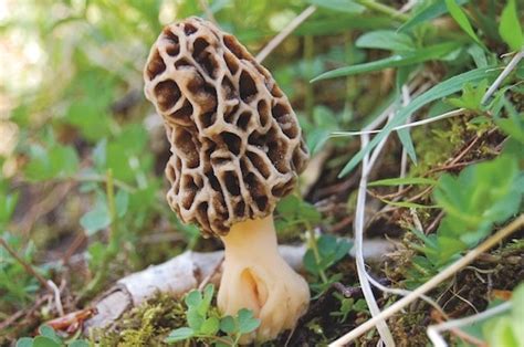 A Guide to Edible Mycorrhizal Mushrooms