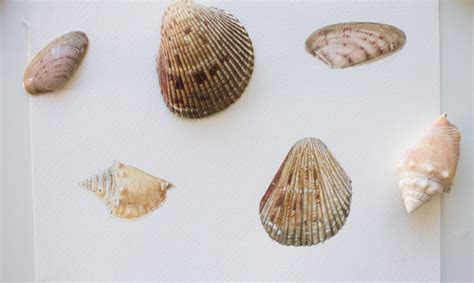 A Guide to Painting Seashells in Watercolour