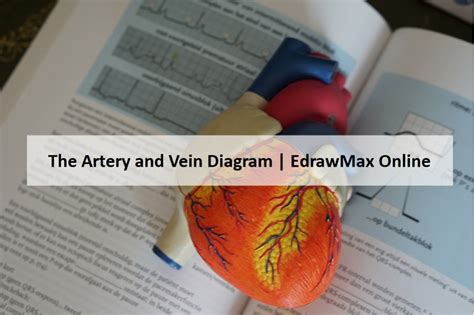 A Guide to Understand Artery and Veins with Diagrams EdrawMax Online