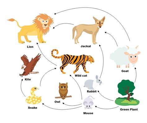 A Guide to Understand Food Web with Diagram