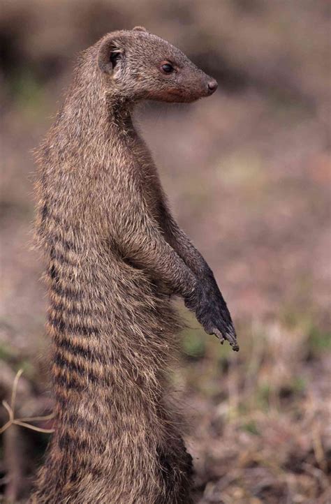 A Guide to the History of Mongooses - ThoughtCo