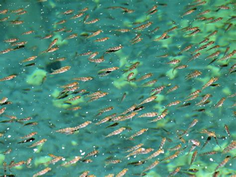 A high-density fish school segmentation framework for biomass ... - raincitystudios.com