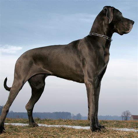 A HUGE DOG