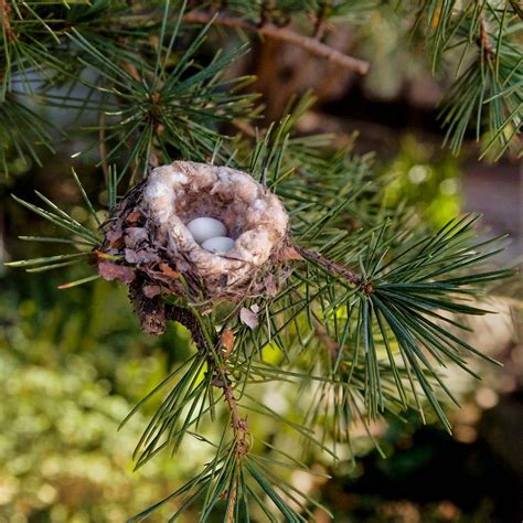 A Hummingbird Home The Family Handyman