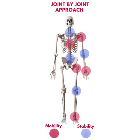 A Joint by Joint Approach to Training