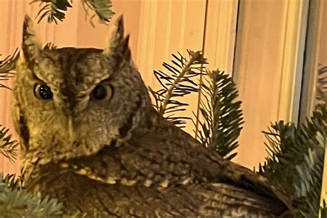 A Kentucky family gets an early gift: a baby owl in their Christmas tree