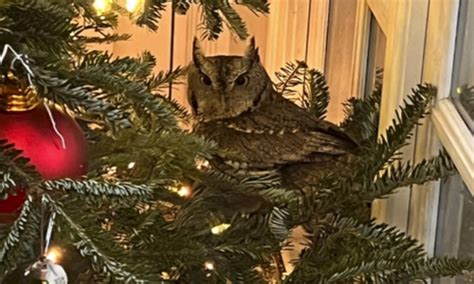 A Kentucky family gets an early gift: an owl in their Christmas tree