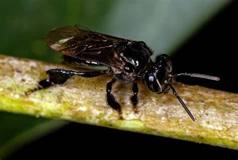 A large swarm of stingless bees, over 1 meter long, was caught ... - raincitystudios.com