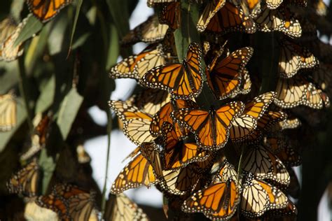 A Last-Chance Plan to Save Monarchs - Bay Nature