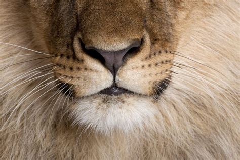 A Lion s Whiskers