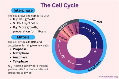 A List of Stages in Interphase and their Functions