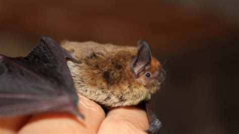 A Look at Three Diseases Associated with Bats