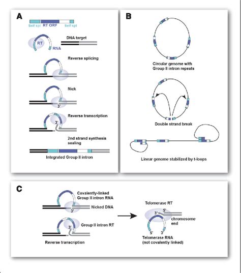 A Loopy View of Telomere Evolution