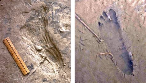 A meeting of 2 ancient human species in fossil footprints - wintechmobiles.com