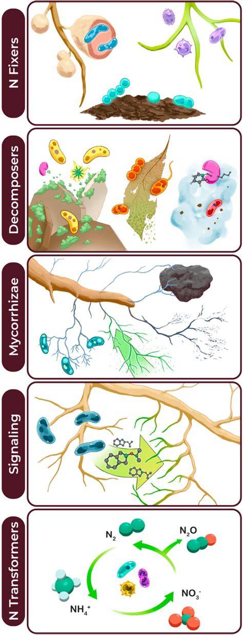 A microbial framework for nitrogen cycling solutions in agroecosystems - raincitystudios.com
