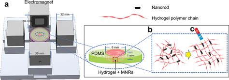 A Magneto‐Responsive Hydrogel System for the …