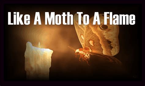 A Moth and A Flame