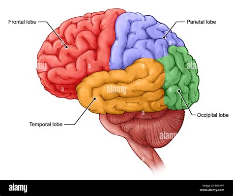 A Neurosurgeon' - lobes of the brain