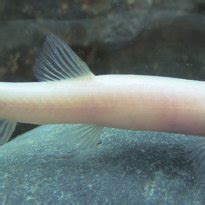 A New Blind Loach Triplophysa lihuensis sp. nov.