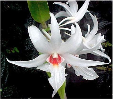 A New Phenanthrenequinone From Dendrobium Draconis