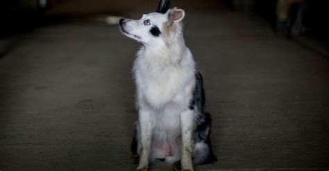 A New Treatment for Dogs Scared by Thunder and Fireworks