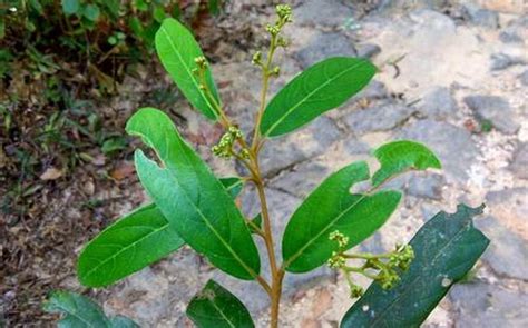 A New Tree Species Named After A Tribe: Cryptocarya Muthuvariana