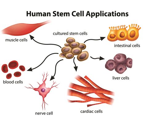 A New Way to Make Stem Cells