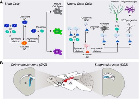 A Niche for Adult Neural Stem Cells