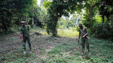 A Nigerian forest and its animals are under threat. Poachers have become rangers to protect both