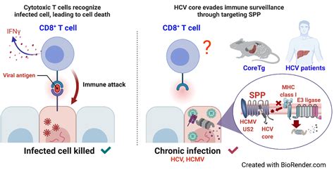 A Novel Diagnostic Target in the Hepatitis C Virus
