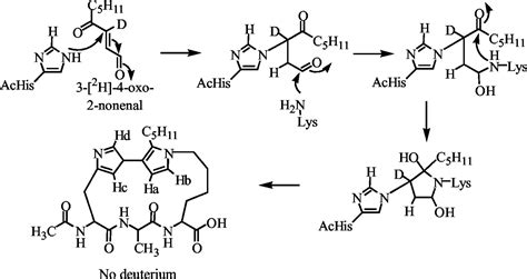 A Novel Lipid Hydroperoxide derived Cyclic Covalent Modification