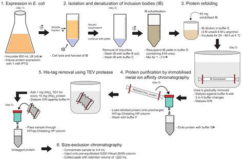 A Novel Protein Refolding Protocol for the Solubilization and Purification