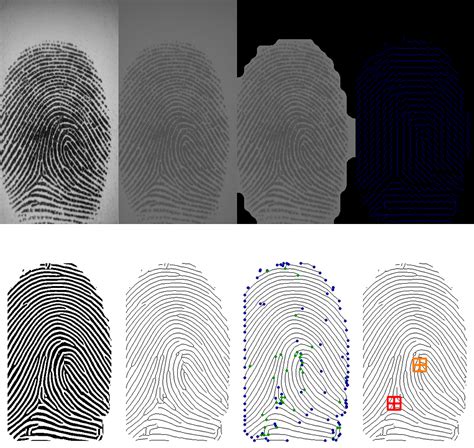 A Novel Thinning Algorithm for Fingerprint Recognition
