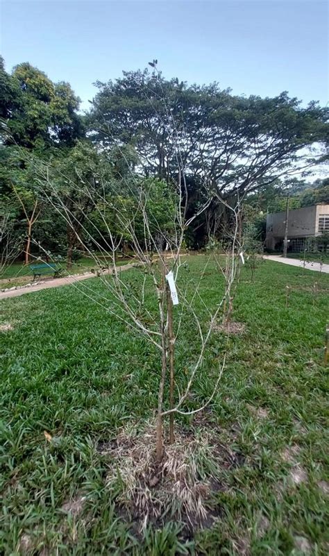 A Pitanguinha Onlyfans Leak [SEX VIDEO] 🍑 186 Pics