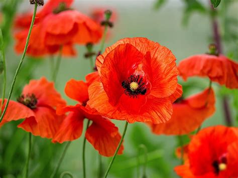 A Poppy Petal Floral & Gifts - Facebook