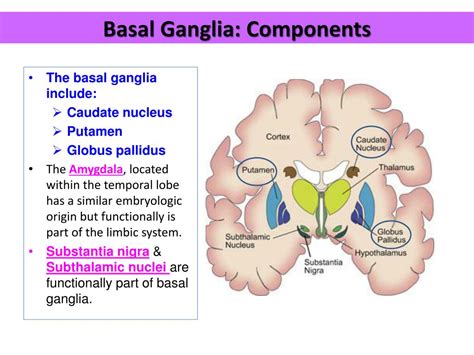 A Preliminary Model for the Role of the Basal Ganglia