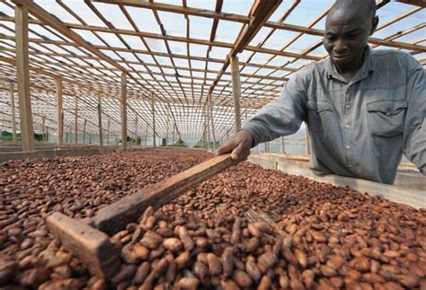 A Preliminary Evaluation of Cacao Husks