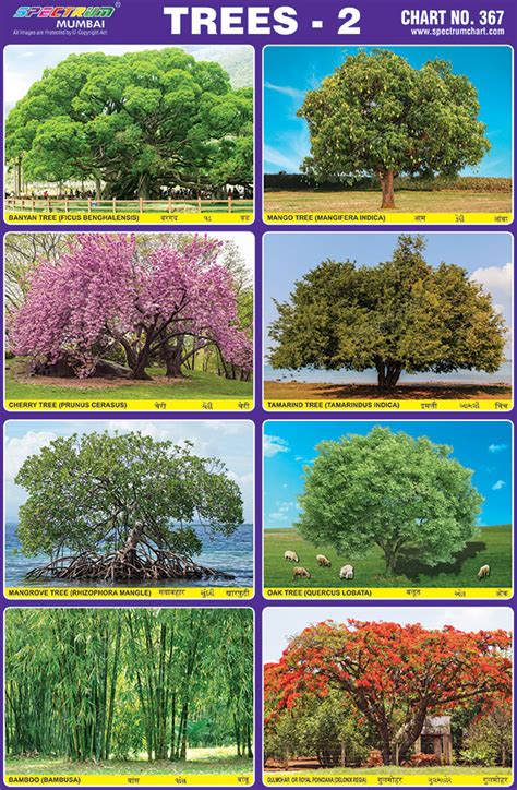 A Presentation for School Trees and Types